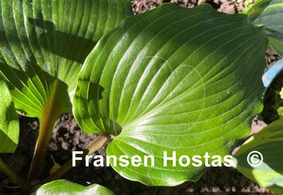 Hosta Holar Red Spear