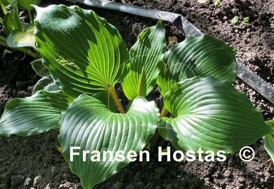 Hosta Holar Red Spear
