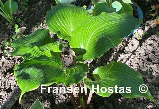 Hosta Holar Red Spear