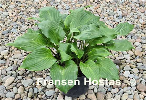 Hosta Holar Red Spear