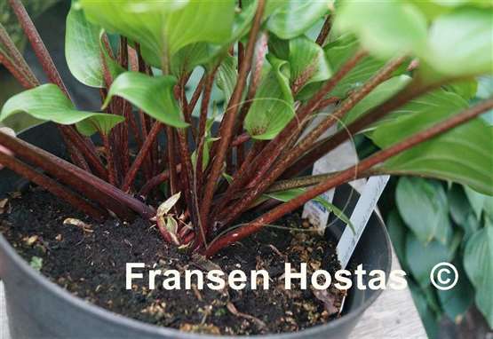 Hosta Holar Red Wine