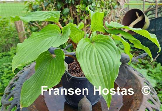 Hosta Holar Red Wine 