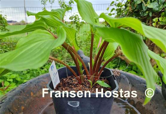 Hosta Holar Red Wine 