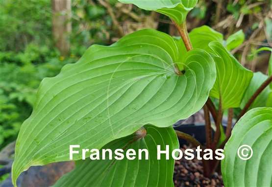 Hosta Holar Red Wine 