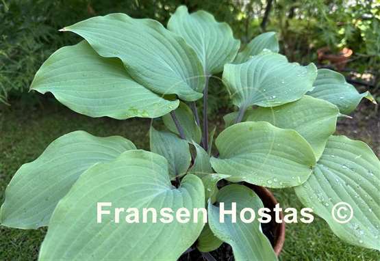Hosta Holar Rising Flame