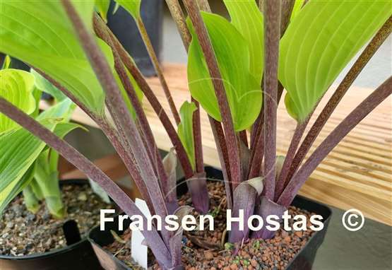 Hosta Holar Rising Flame
