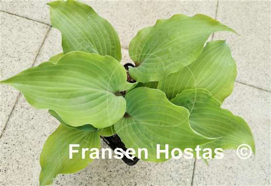 Hosta Holar Rising Flame