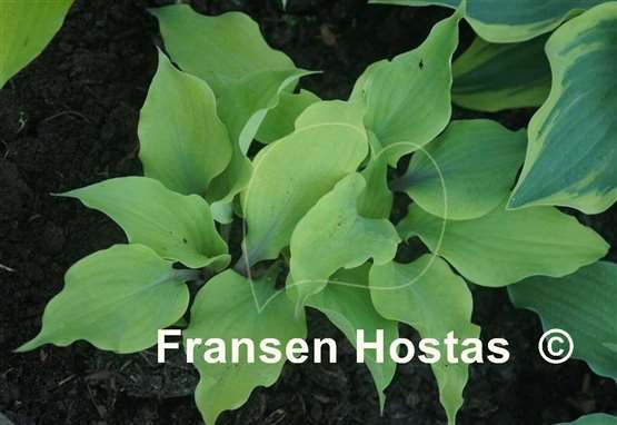Hosta Holar Rising Flame