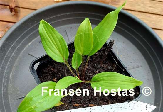 Hosta Holar Sing My Life