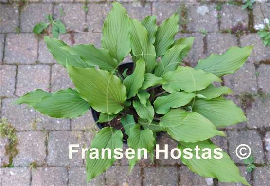 Hosta Holar Sing My Life