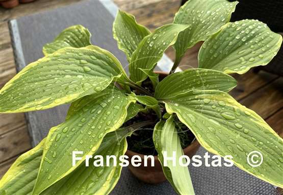 Hosta Holar Snake Valley