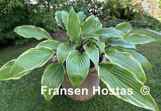 Hosta Holar Snake Valley