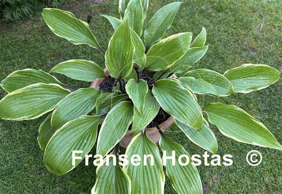 Hosta Holar Snake Valley