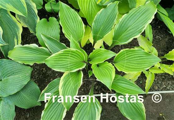 Hosta Holar Snake Valley