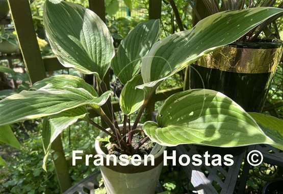 Hosta Holar Snake Valley