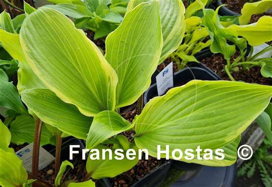 Hosta Holar Snake Valley