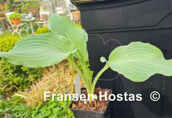 Hosta Holar Storm Ahead