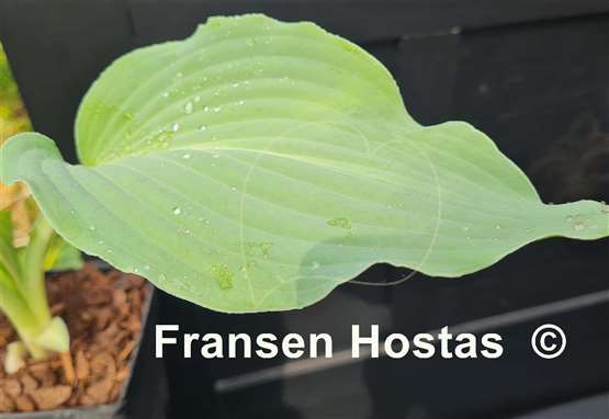 Hosta Holar Storm Ahead