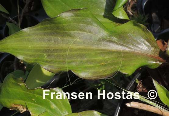 Hosta Holar Sunset Cobra
