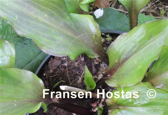 Hosta Holar Sunset Cobra