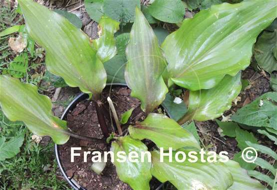 Hosta Holar Sunset Cobra