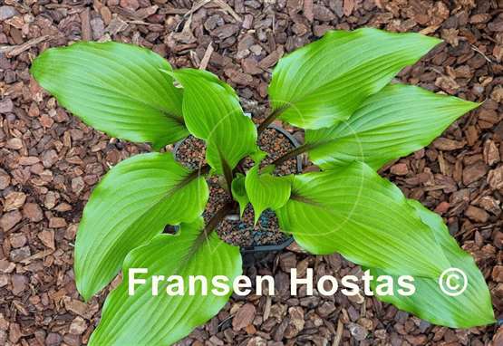 Hosta Holar Sunset Cobra
