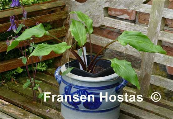 Hosta Holar Sunset Cobra