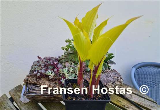 Hosta Holar Sunset Python 