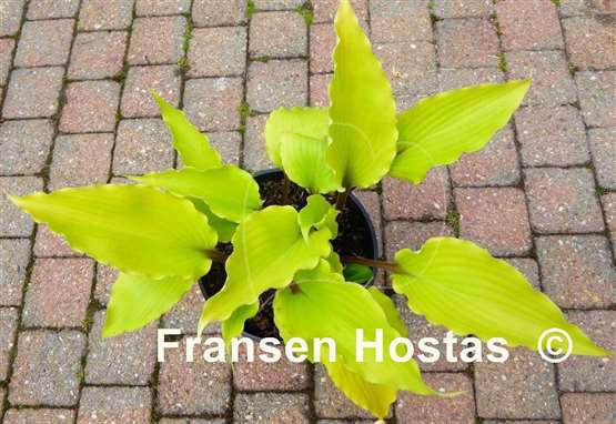 Hosta Holar Sunset Python