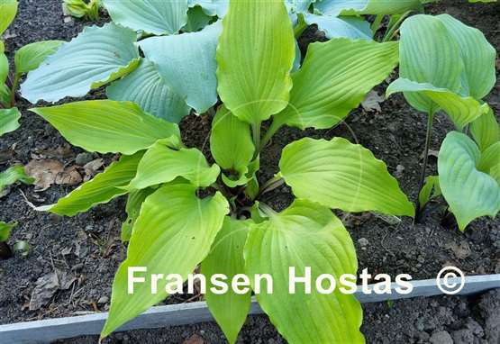 Hosta Holar Sunset Python