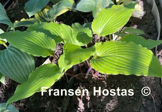 Hosta Holar Sunset Python