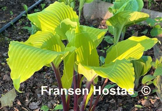 Hosta Holar Sunset Python