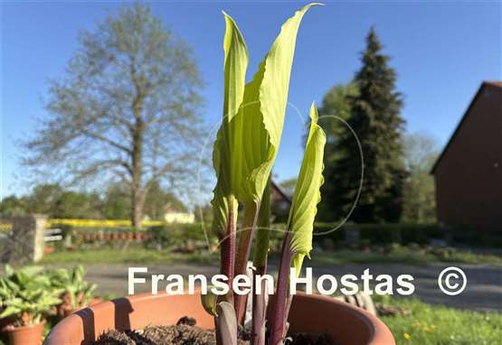 Hosta Holar Sunset Python