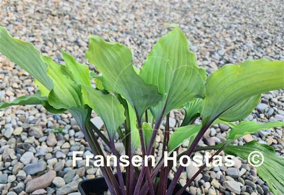 Hosta Holar Sunset Python