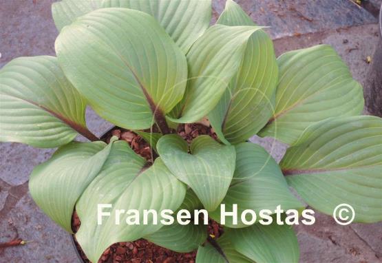 Hosta Holar Crimson Grape