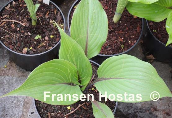 Hosta Holar Crimson Grape
