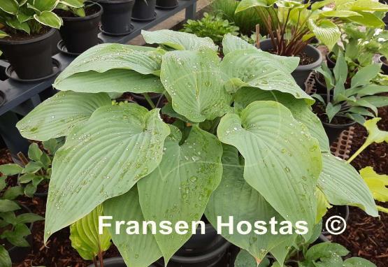 Hosta Holar Flying Saucer