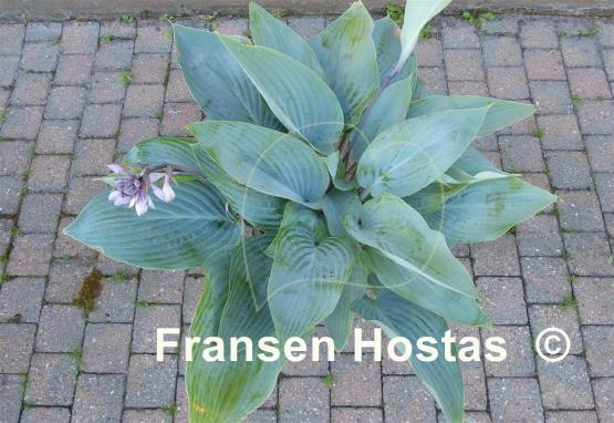 Hosta Holar Ice Empress