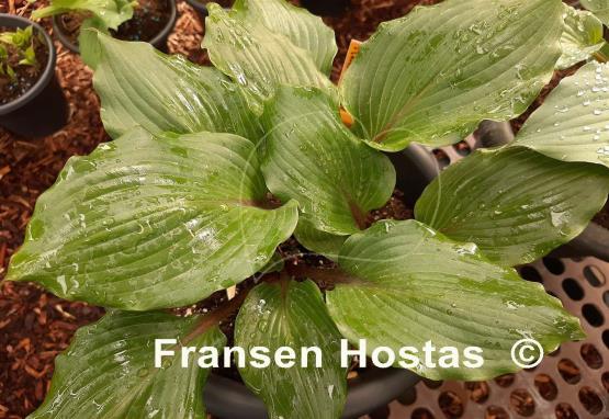 Hosta Holar Red Spear