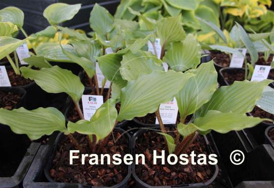 Hosta Holar Red Spear