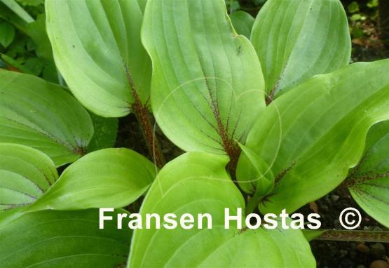 Hosta Holar Red Wine