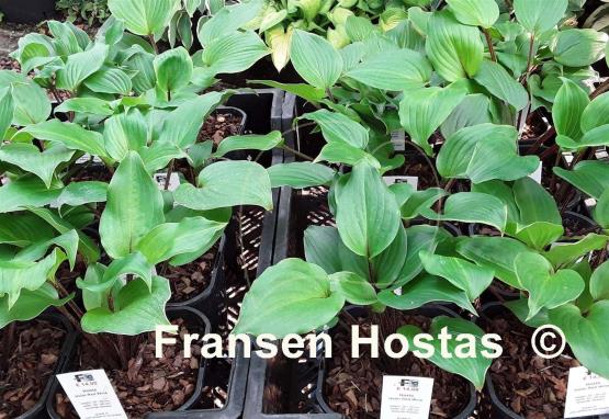 Hosta Holar Red Wine