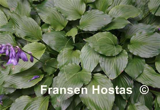 Hosta Holly's Dazzler