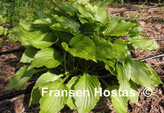 Hosta Holly's Dazzler