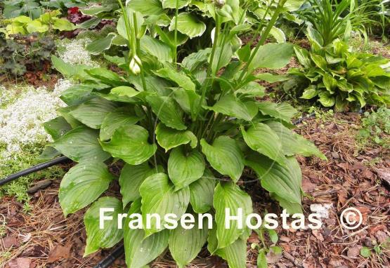 Hosta Holly's Dazzler