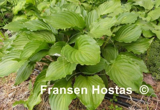 Hosta Holly's Dazzler