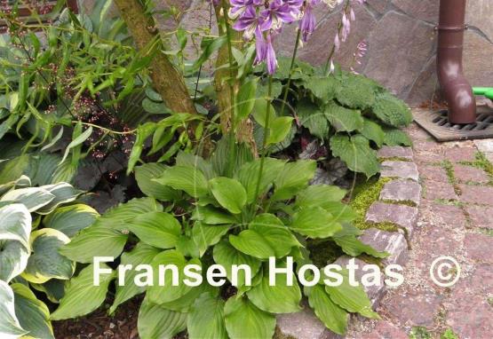 Hosta Holly's Dazzler