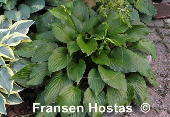 Hosta Holly's Dazzler