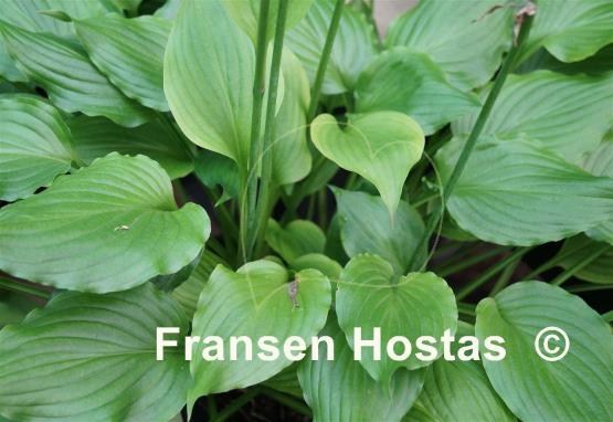 Hosta Holly's Dazzler