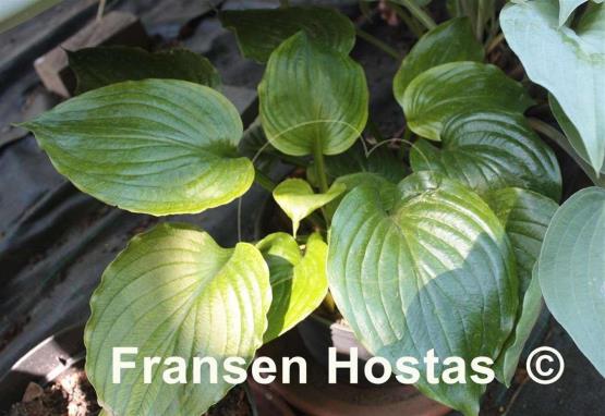 Hosta Holly's Dazzler